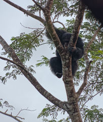 Pan troglodytes verus