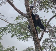 Pan troglodytes verus