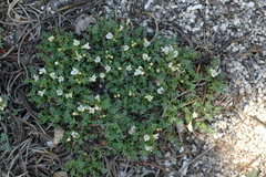 Astragalus kentrophyta