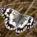 Balkan Marbled White - Photo (c) Paolo Mazzei, some rights reserved (CC BY-NC), uploaded by Paolo Mazzei