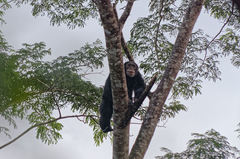 Pan troglodytes verus