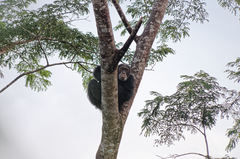 Pan troglodytes verus