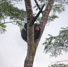 Pan troglodytes verus