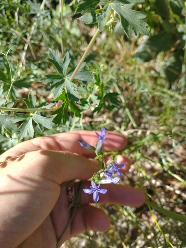 Image of Apache Lobelia (Lobelia anatina) by no rights reserved