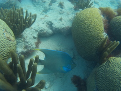 Holacanthus bermudensis