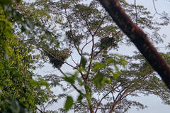 Pan troglodytes verus