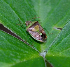 Banasa subcarnea