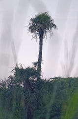 Pan troglodytes verus