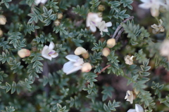 Astragalus kentrophyta