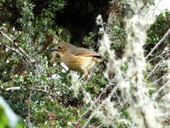Grallaria quitensis