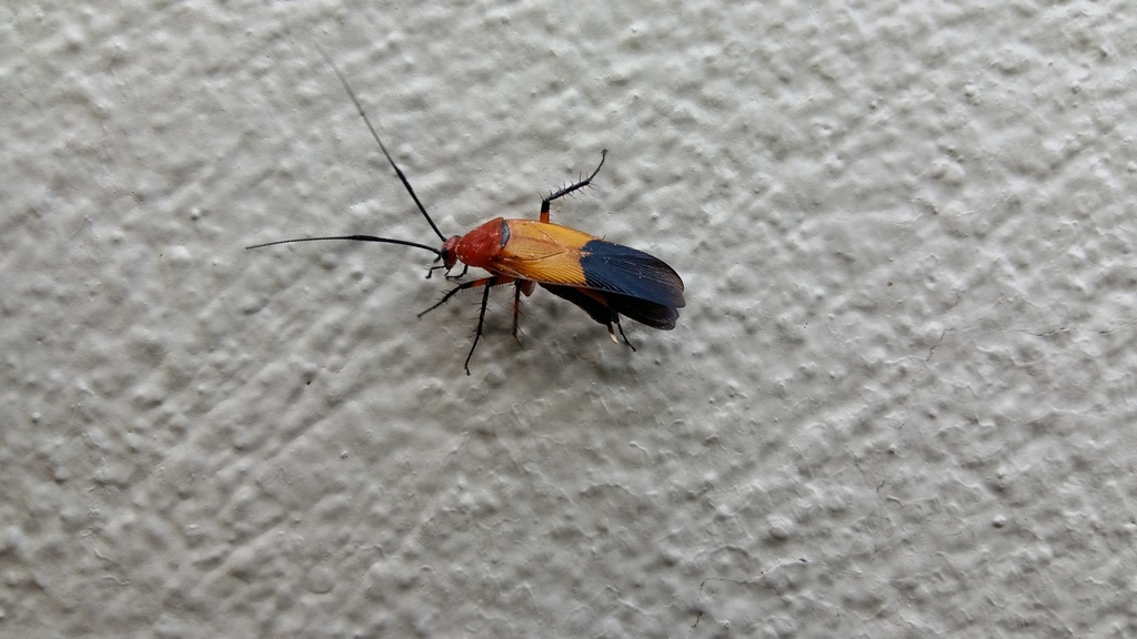 Pseudomops gratus from 4 Km en el Acceso Al Parque Nacional volcano