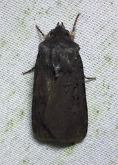 Euxoa velleripennis