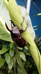 Dynastes septentrionalis