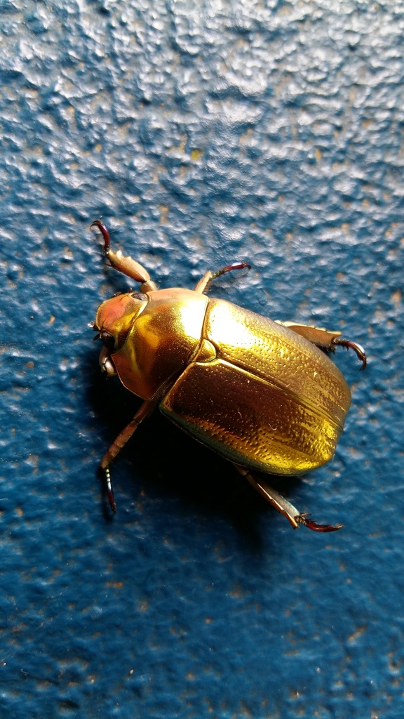 Chrysina aurigans