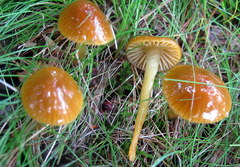 Gliophorus perplexus