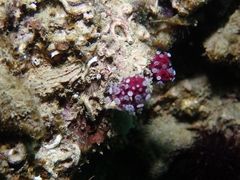 Alcyonium coralloides