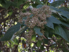 Heliocarpus pallidus