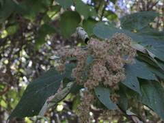 Heliocarpus pallidus