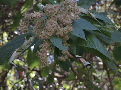 Heliocarpus pallidus