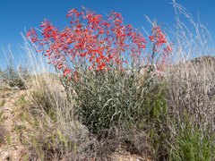 Penstemon subulatus
