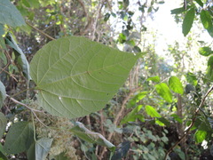 Heliocarpus pallidus