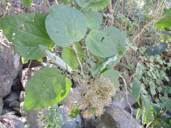 Heliocarpus pallidus