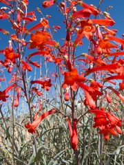 Penstemon subulatus