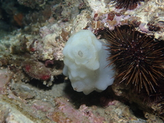 Phallusia mammillata