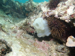 Phallusia mammillata