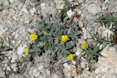 Potentilla multisecta