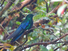 Pterophanes cyanopterus