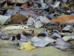 Electrostrymon hugon