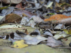 Electrostrymon hugon