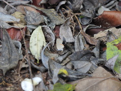 Electrostrymon hugon