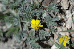 Potentilla multisecta