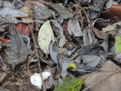 Electrostrymon hugon