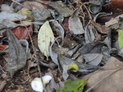 Electrostrymon hugon