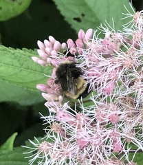 Bombus terricola image
