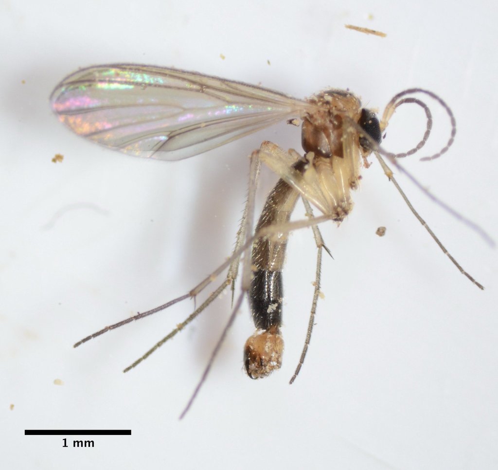 Coelosia