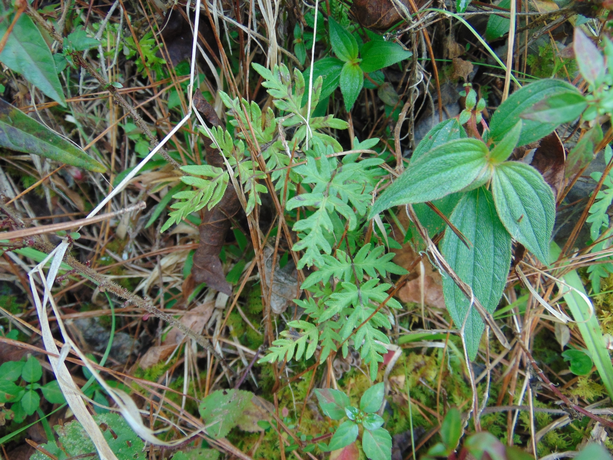 Mildella intramarginalis