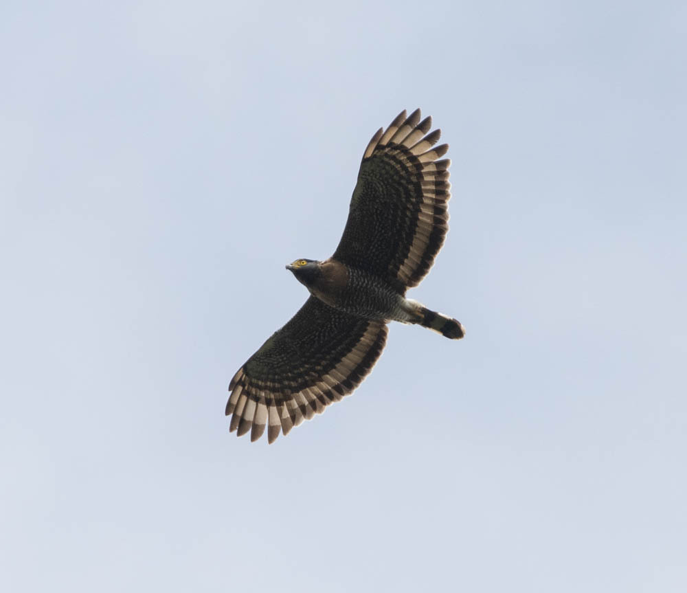 Sulawesi Serpent-Eagle