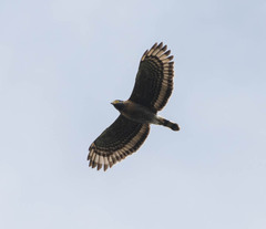 Sulawesi Serpent-Eagle photo 1