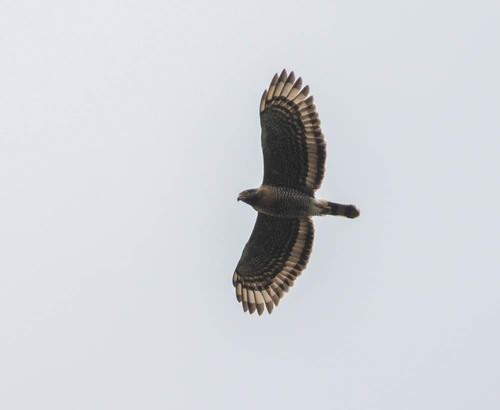 Sulawesi Serpent Eagle (Spilornis rufipectus), photo 4