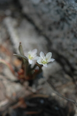 Lewisia pygmaea
