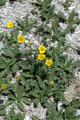 Geum rossii