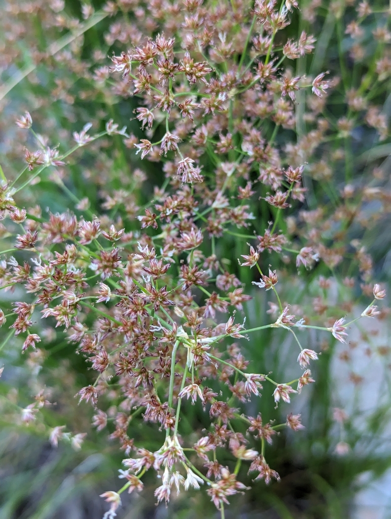 rushes in August 2023 by Matt Bristol · iNaturalist