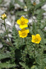 Geum rossii