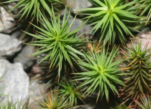 Polytrichum commune observed 2023-07-21