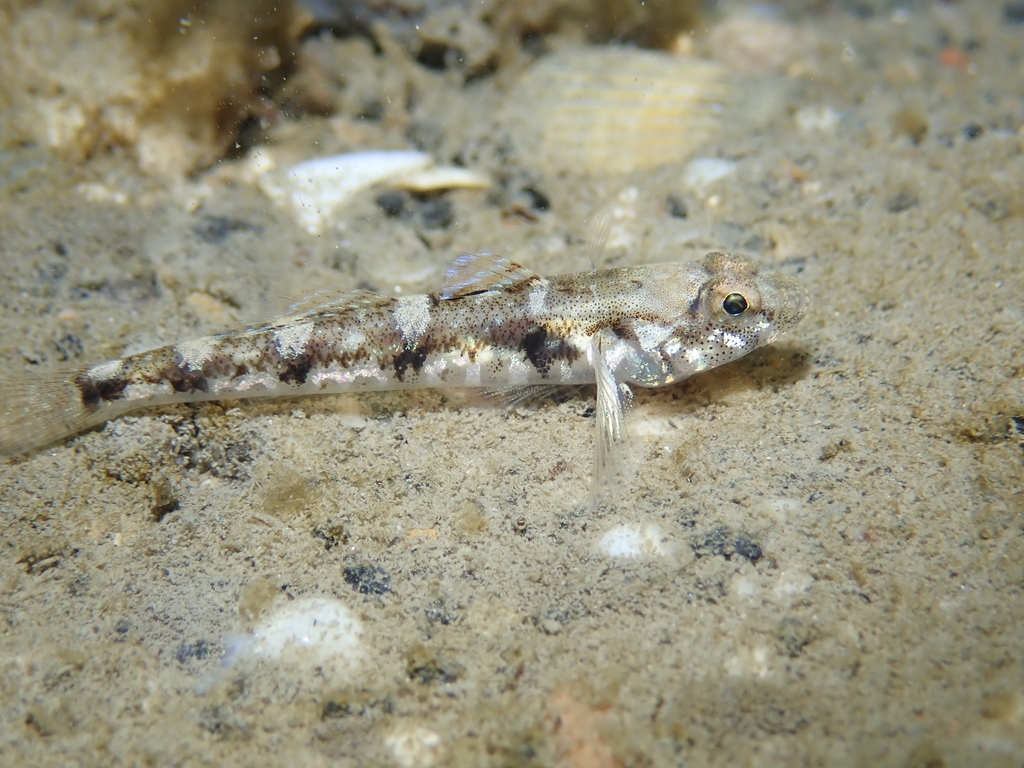 Painted Goby