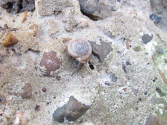 Polygyra